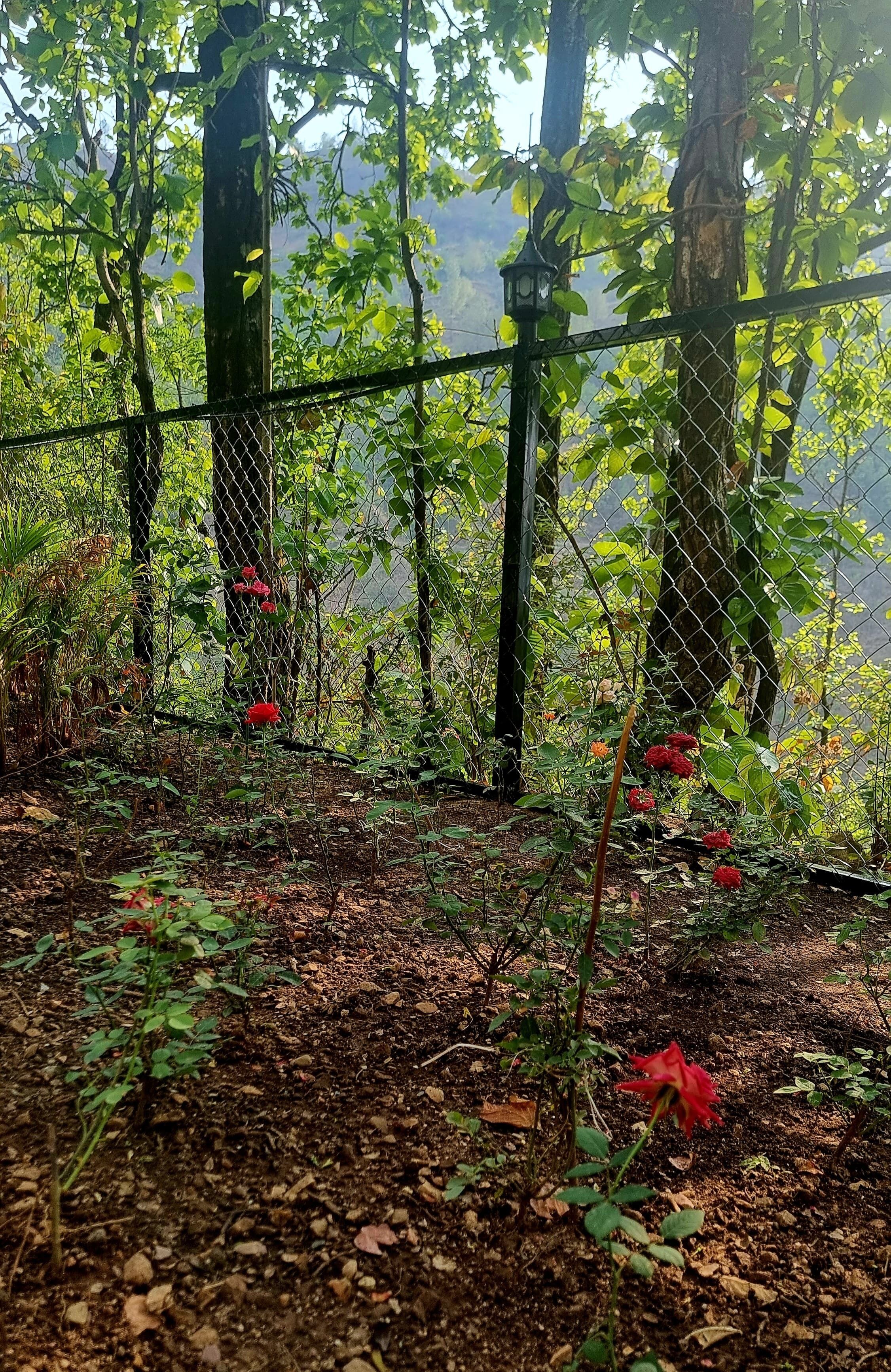 A garden with a chain-link fence, trees, and red flowers.