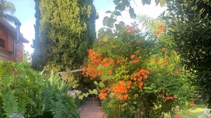 Un sendero en un jardín con diversas plantas y flores.