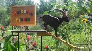 Ein hölzernes Schild mit der Aufschrift 'Nube's Fields' und einer hölzernen Ziegenfigur an einem Balken.