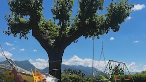 Un árbol con un columpio y una cometa en el césped.