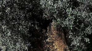 Un árbol con un tronco de estructura peculiar y follaje denso.