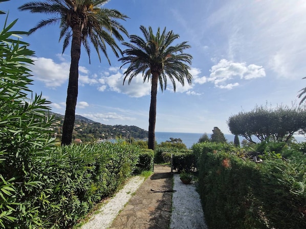 A pathway lined with palm trees and dense foliage leading to a scenic view of the sea.