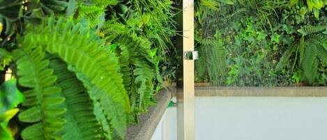 A lush green garden with dense foliage and a white wall.