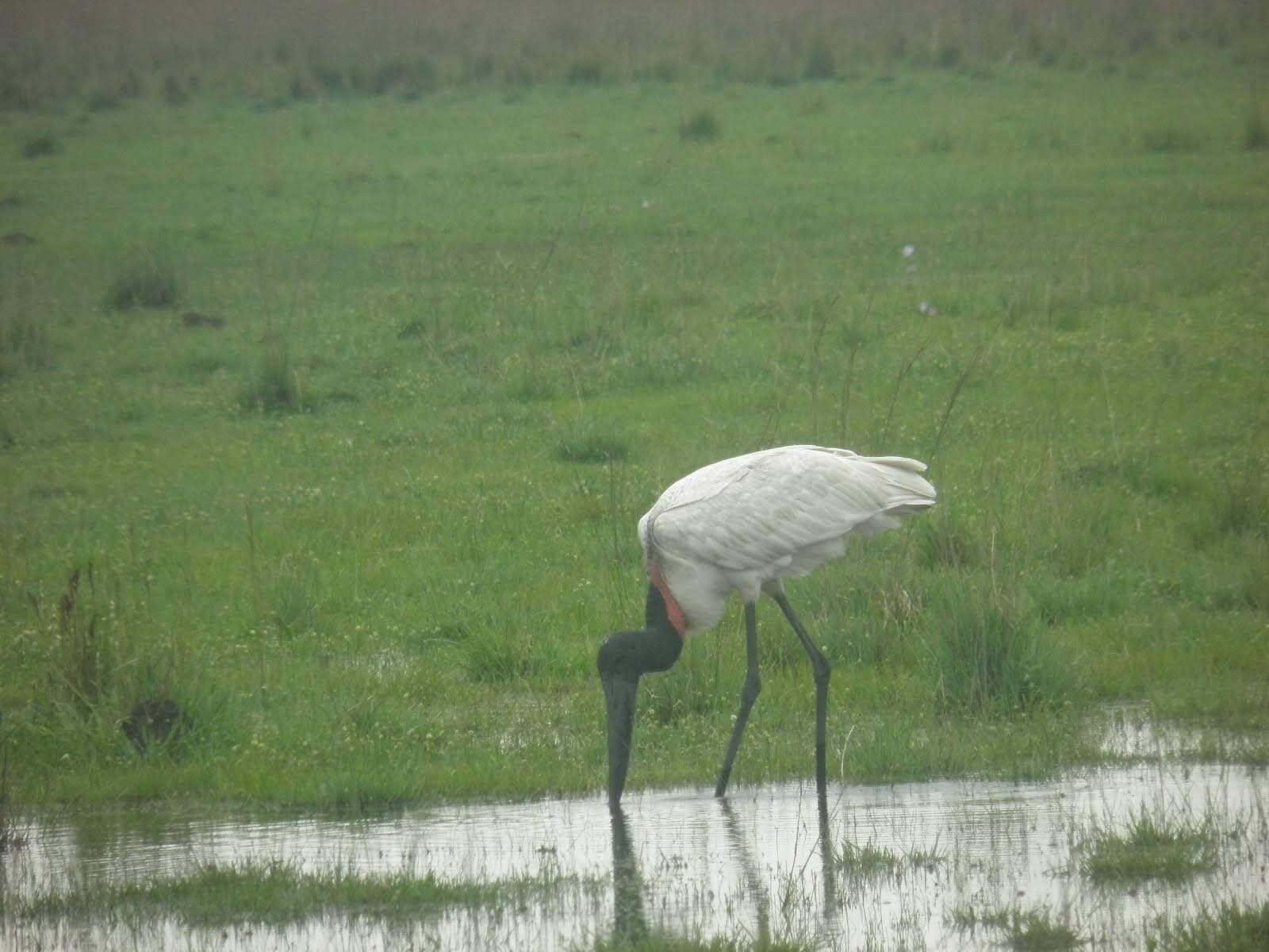 Un ave parada en aguas poco profundas, con un campo cubierto de hierba al fondo.