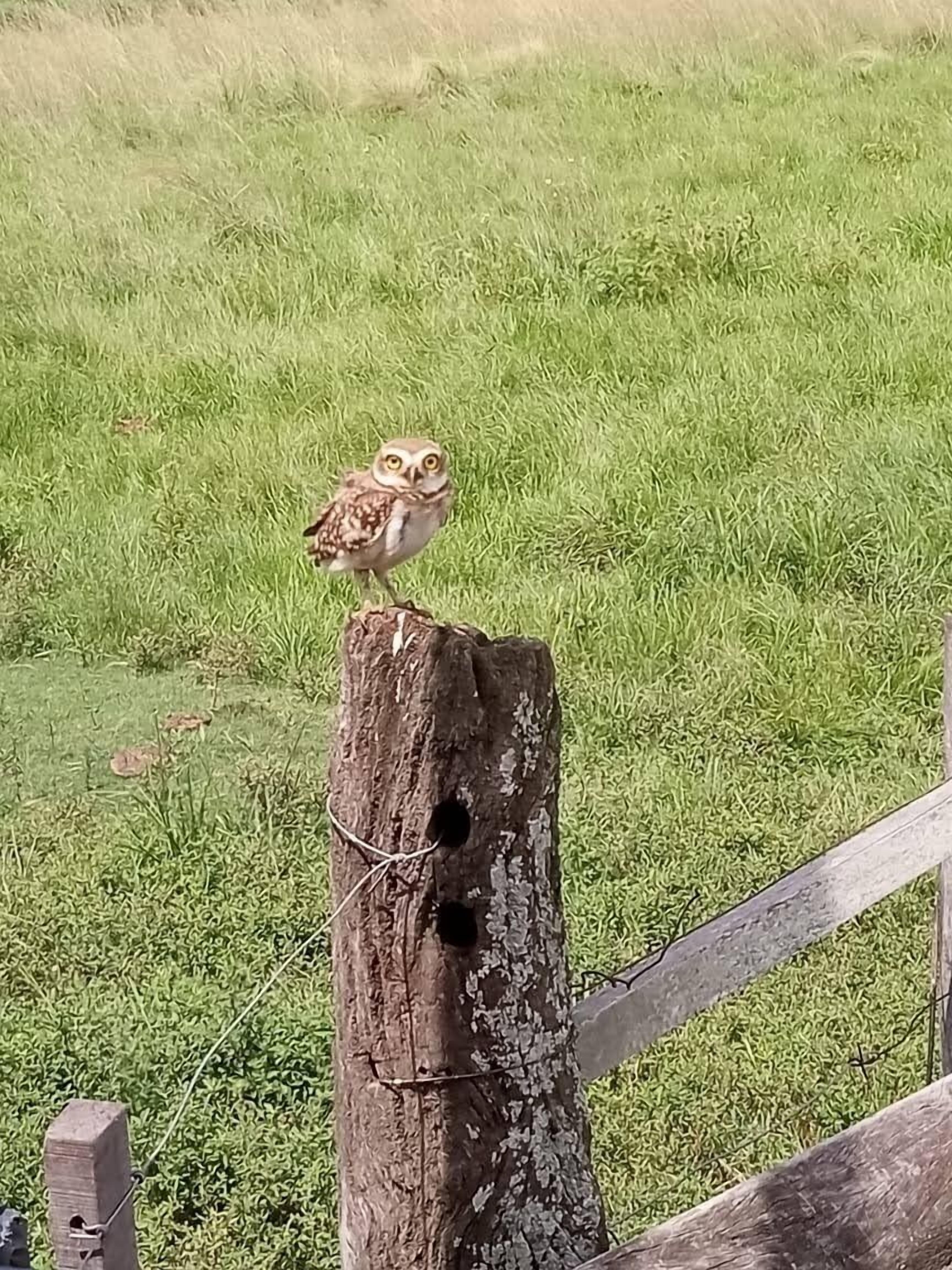 An owl perched on a wooden post in a grassy field.