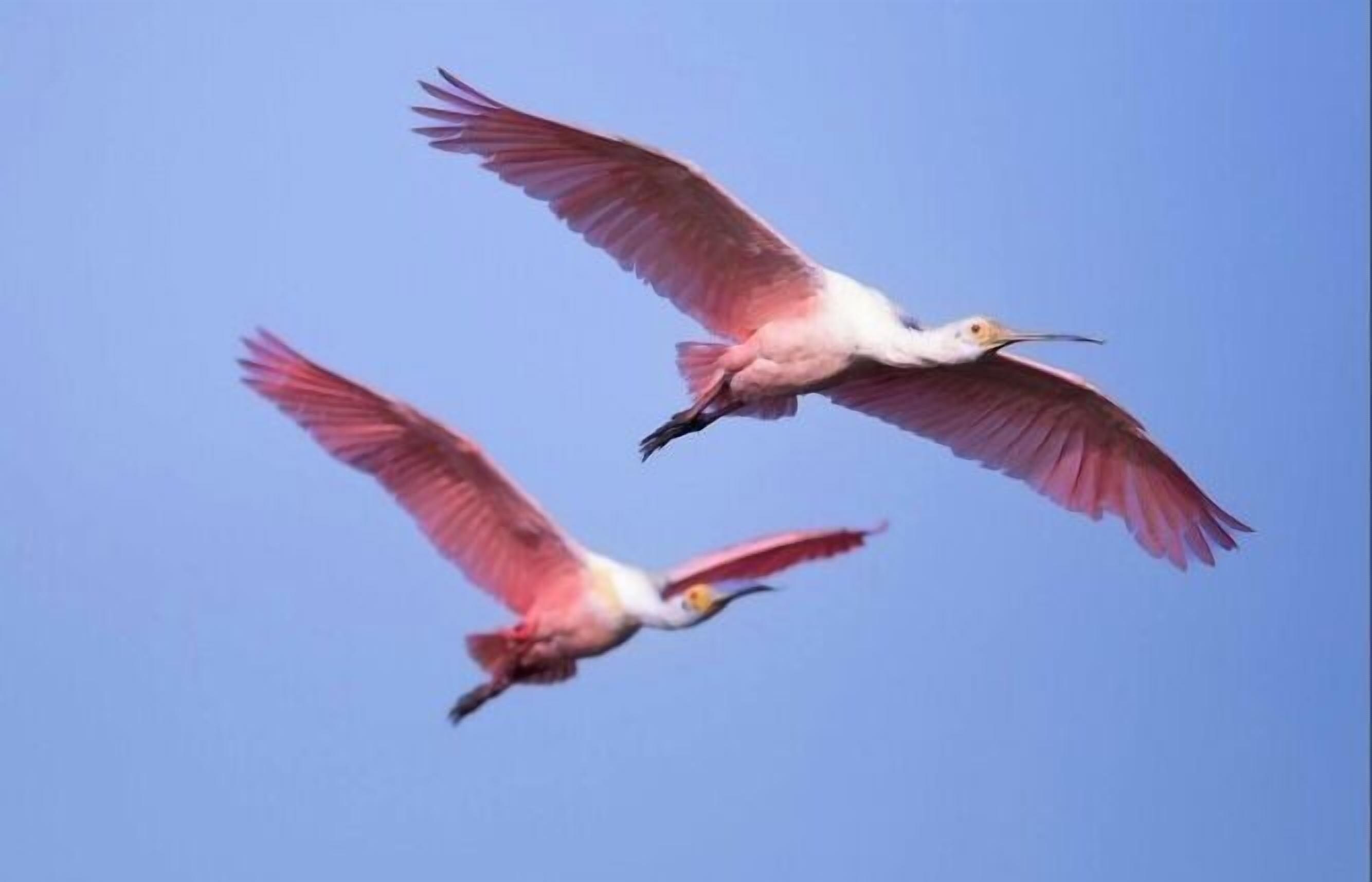 Two birds flying against a clear blue sky.