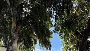 Una hilera de casas móviles con terrazas de madera, dispuestas sobre un terreno de grava, con árboles que ofrecen sombra.