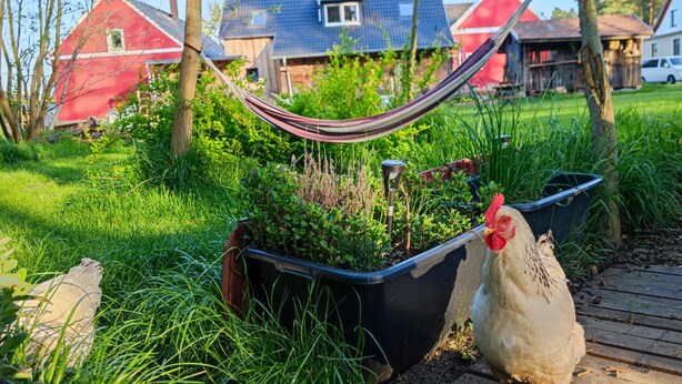 Jardí amb un bressol, gallines i una terrassa de fusta.