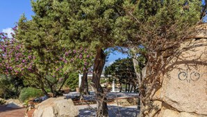 Un jardín ajardinado con diversas especies de árboles, entre ellas un pino destacado, rodeado de rocas y piedras pequeñas.