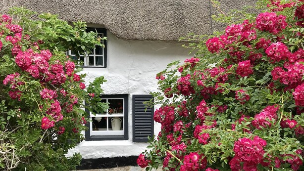 A traditional thatched-roof cottage with a white exterior, surrounded by lush pink flowering bushes. - Lewcott (Sennen)