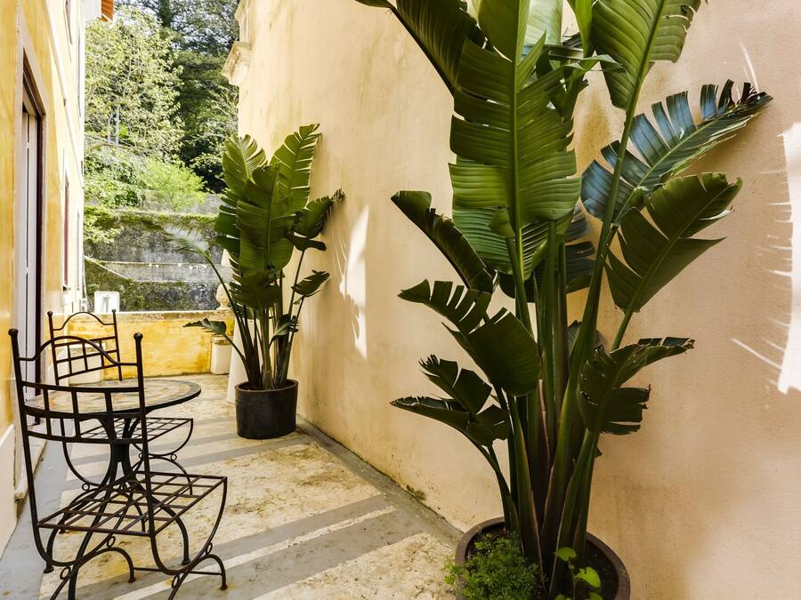 Rom – basic, 1 kingsize-seng | Terrasse/patio