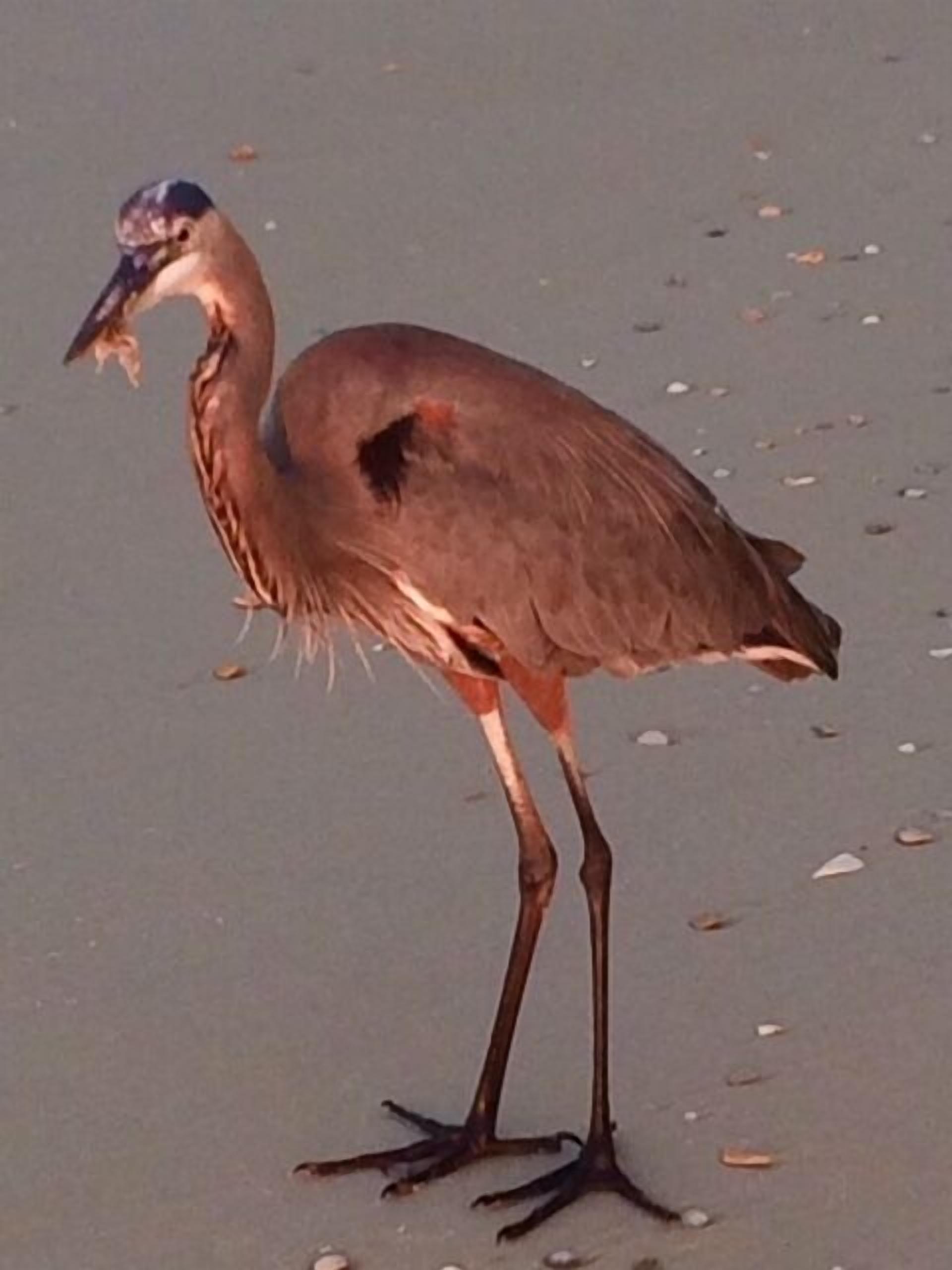 A bird standing on a sandy surface.