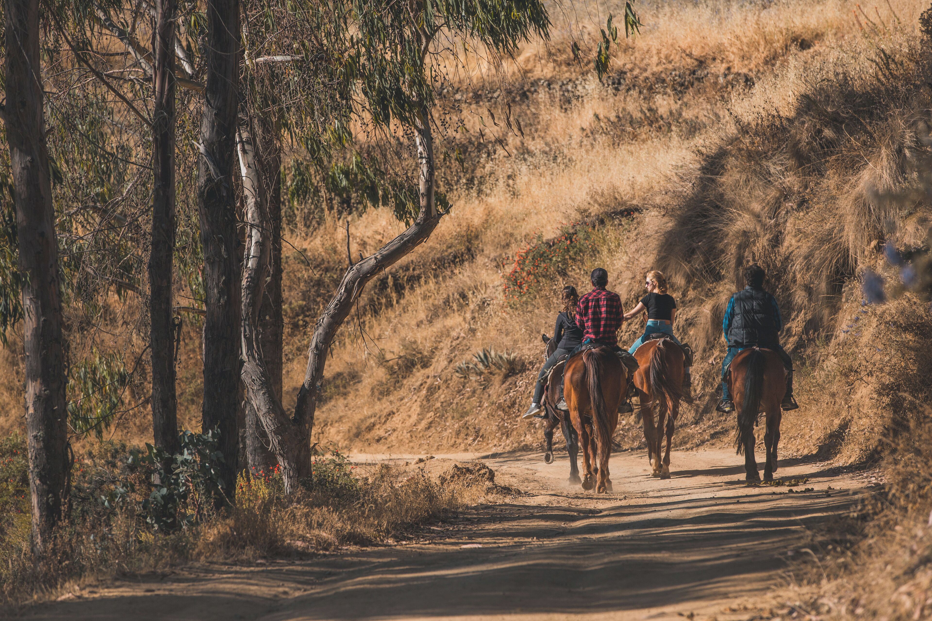 A dirt path with three people riding horses.