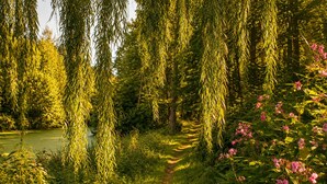 A tranquil garden path surrounded by lush greenery and flowering plants. - Seegut Blaue Blume (Boitzenburger Land)