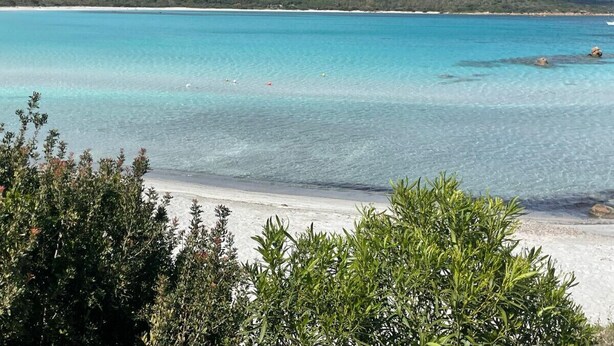 Ein Strand mit klarem türkisblauem Wasser, einem sandigen Ufer und grüner Vegetation im Vordergrund.