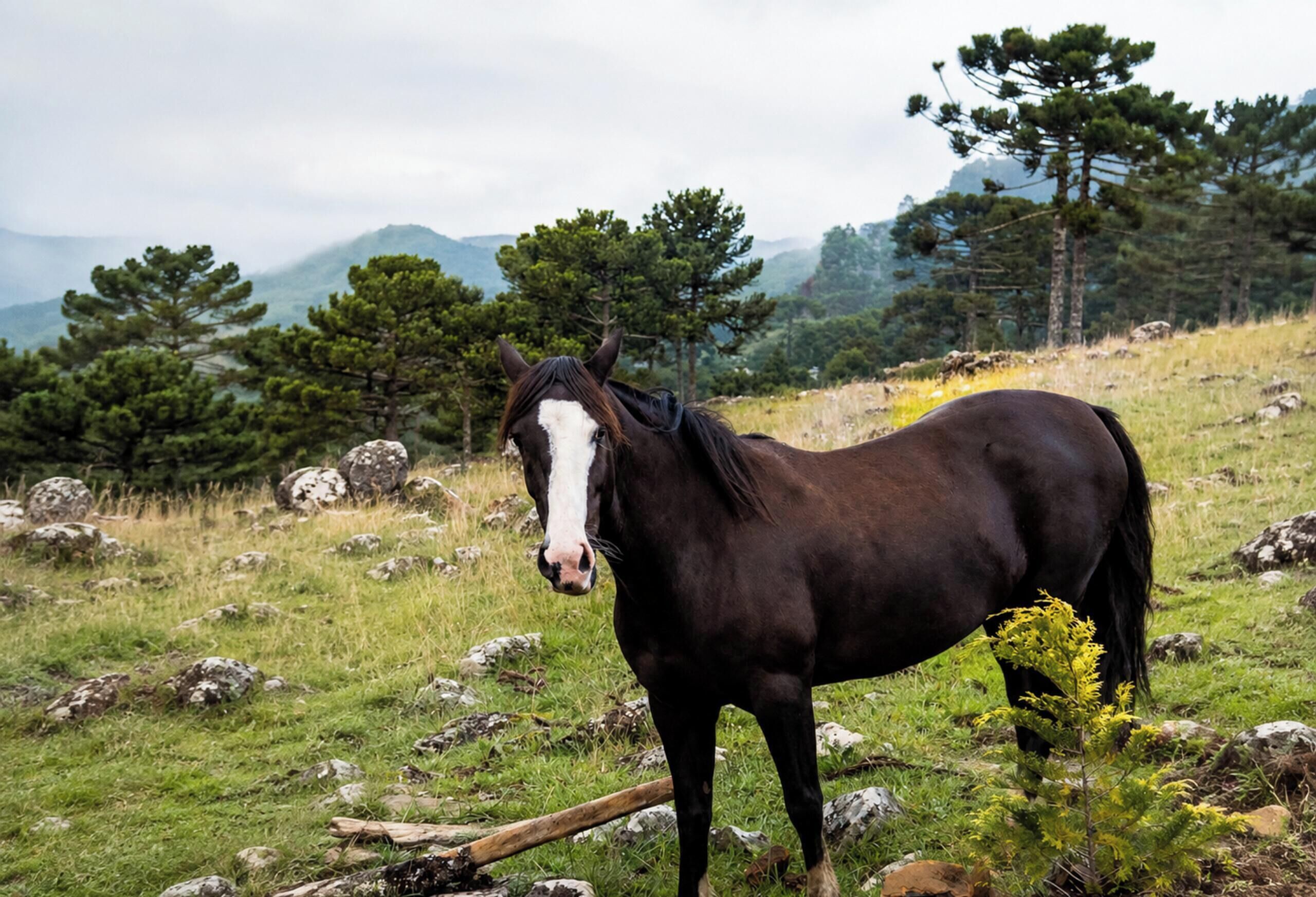 A horse standing in a grassy field with trees and rocks in the background.
