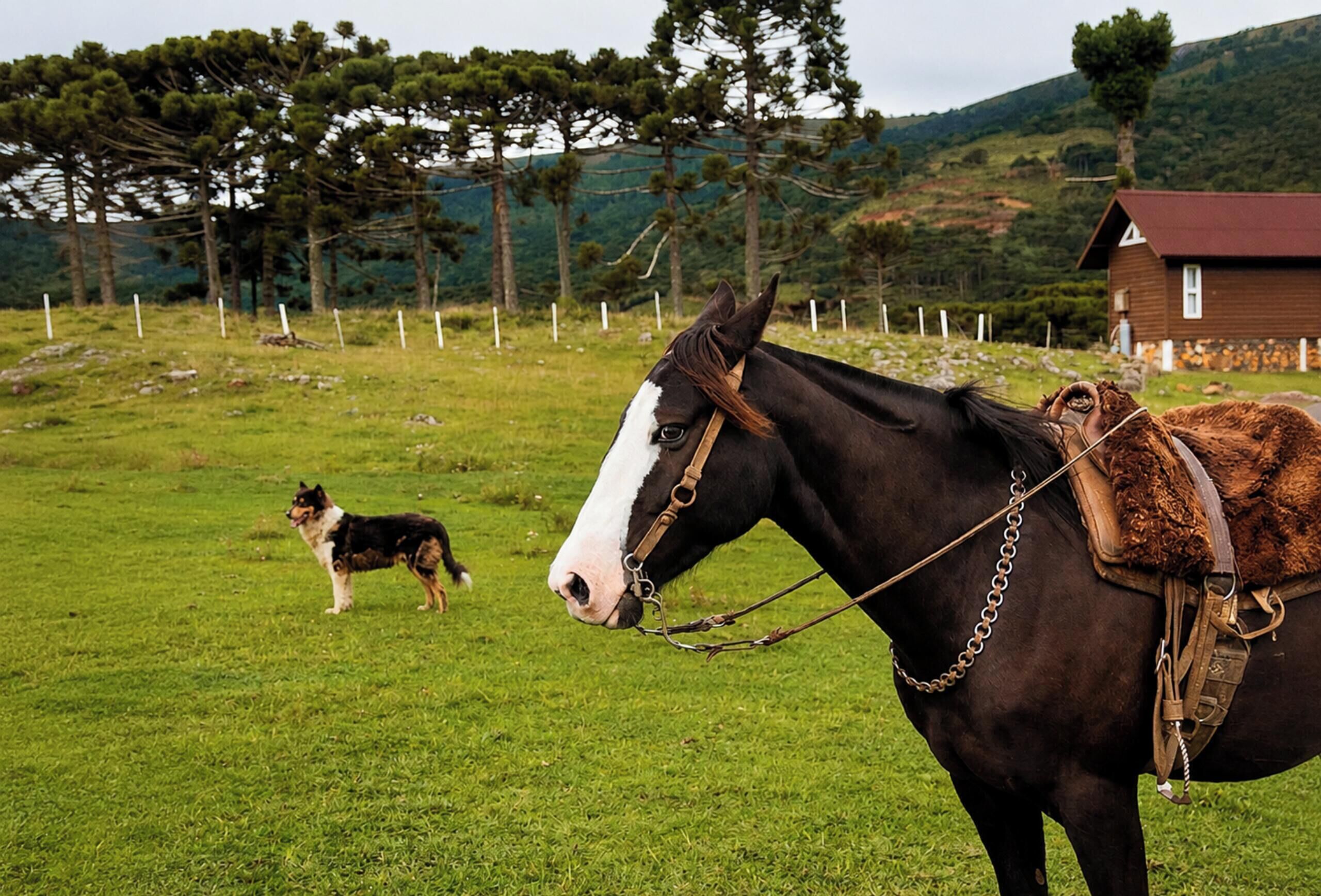 Ein Pferd mit Zaumzeug und Sattel in einer Wiese, im Hintergrund ein Hund.
