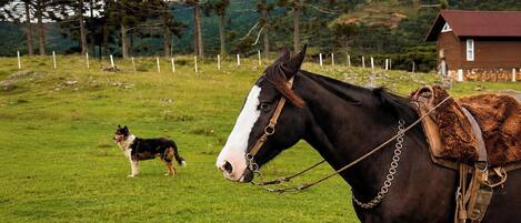 A horse with a saddle and bridle in a grassy field with a dog in the background.