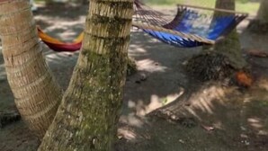Een hangmat gespannen tussen twee palmbomen in een tropische omgeving.