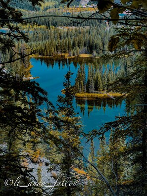 Un lago tranquilo rodeado de un bosque frondoso, con el reflejo nítido de los árboles.