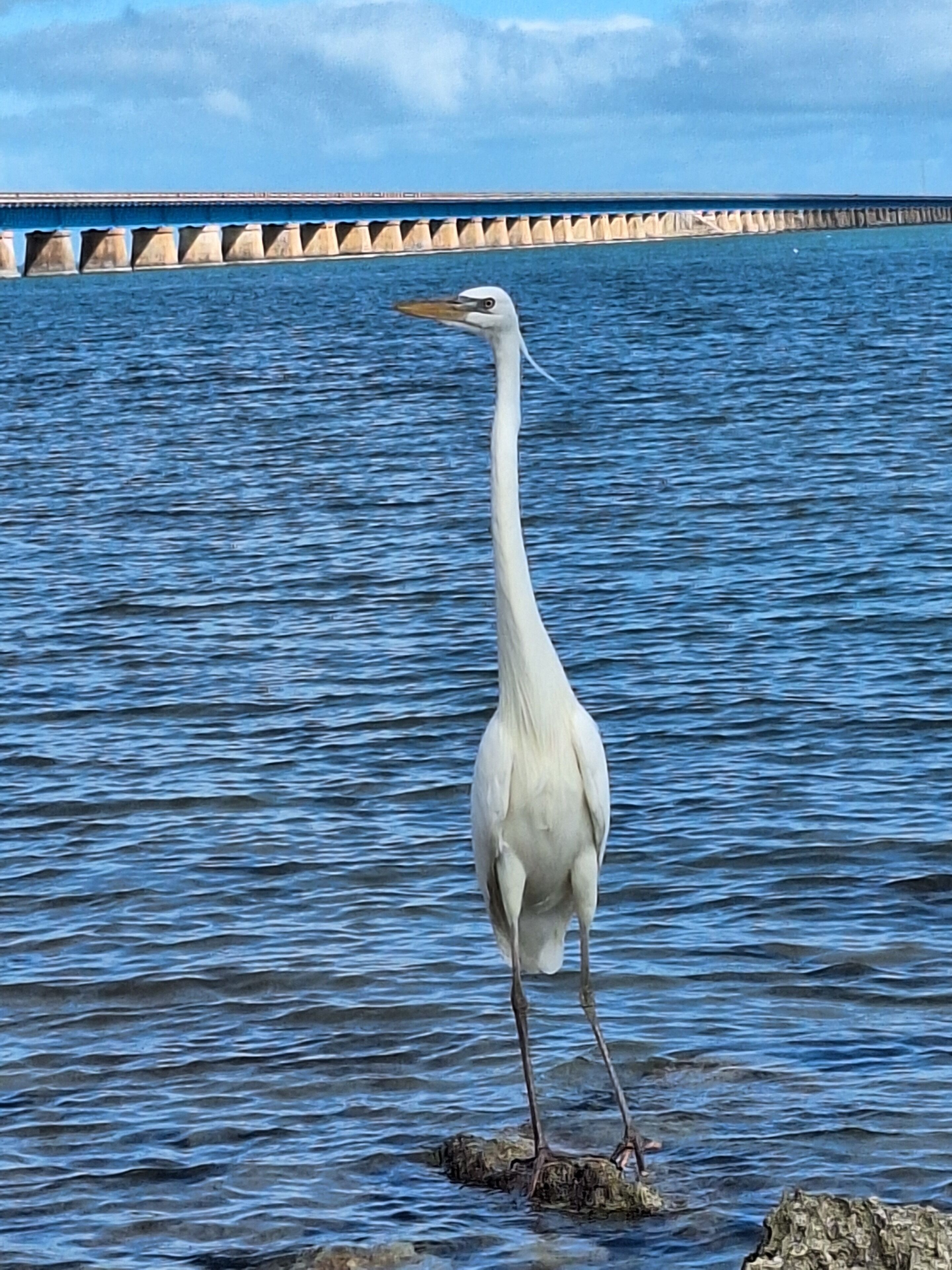 A white bird standing on a rock in the water.