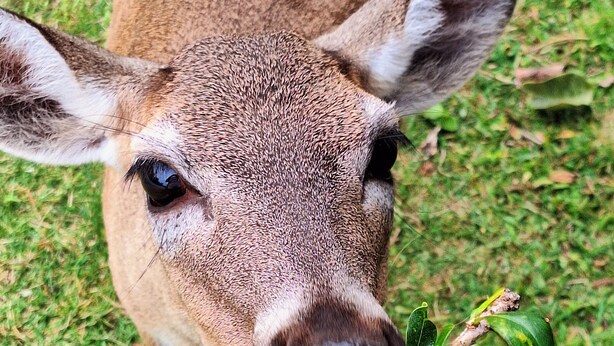 A close-up of a deer with a human hand holding a branch. - Luxury Pull Thru Rv lot with access to all the Resorts amenities!  (Cudjoe Key)