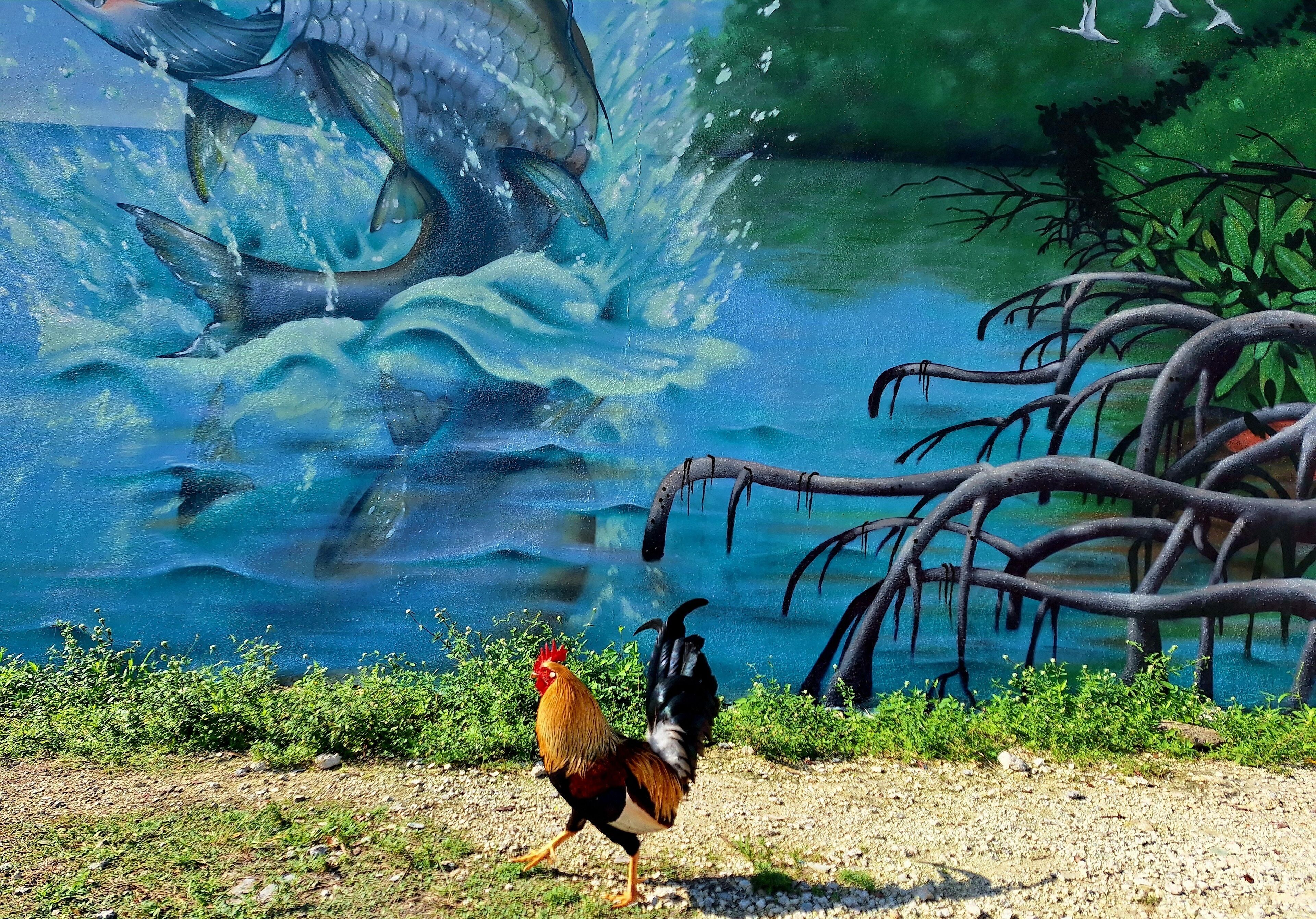 A rooster walking on a gravel path with a mural of a fish and tree branches in the background.