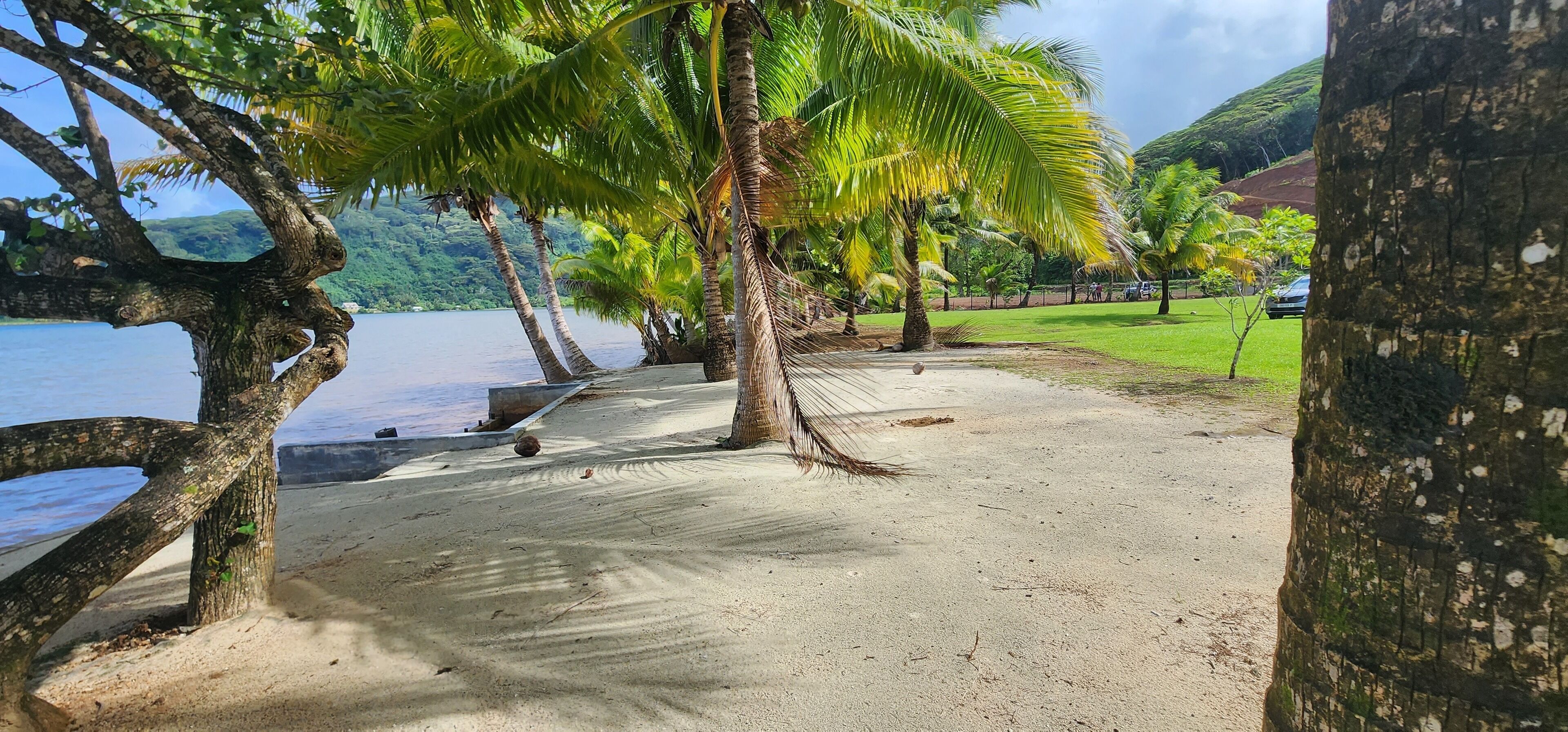 A beach with palm trees, a sandy shore, and a view of the water.