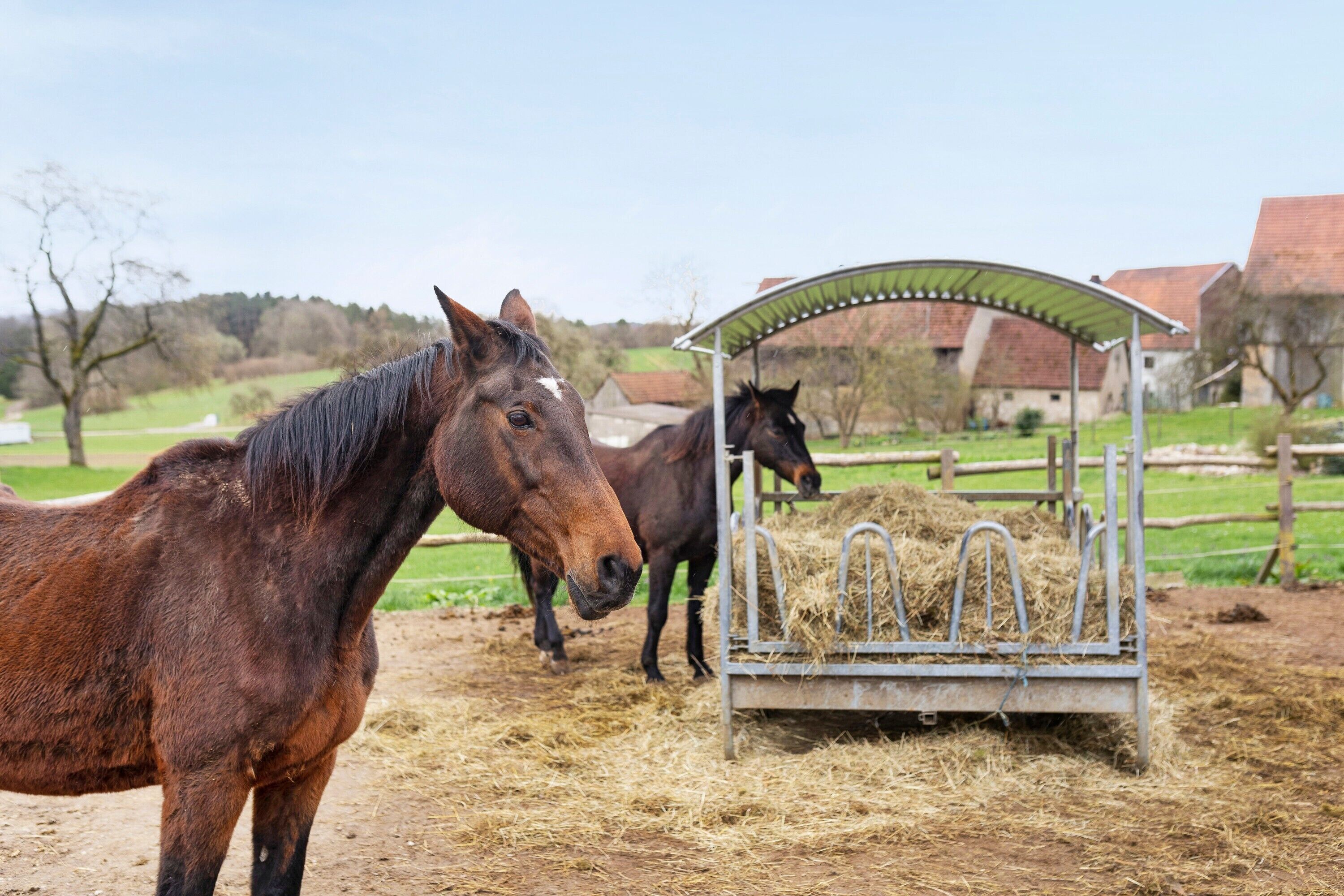 A stable with horses and hay.