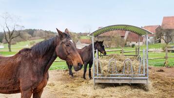 A stable with horses and hay.