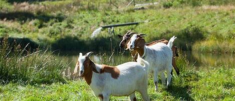 Two goats in a grassy field with a house in the background.
