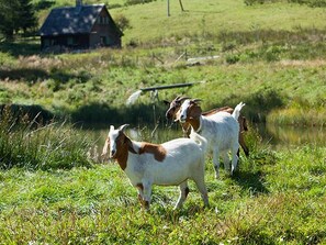 Two goats in a grassy field with a house in the background. - Apartment 'Morgensonne' with Mountain View, Shared Terrace and Wi-Fi (Hinterzarten)