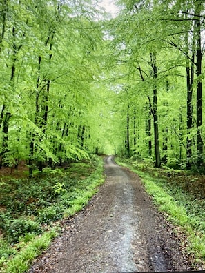 Ein von Bäumen gesäumter Waldweg.
