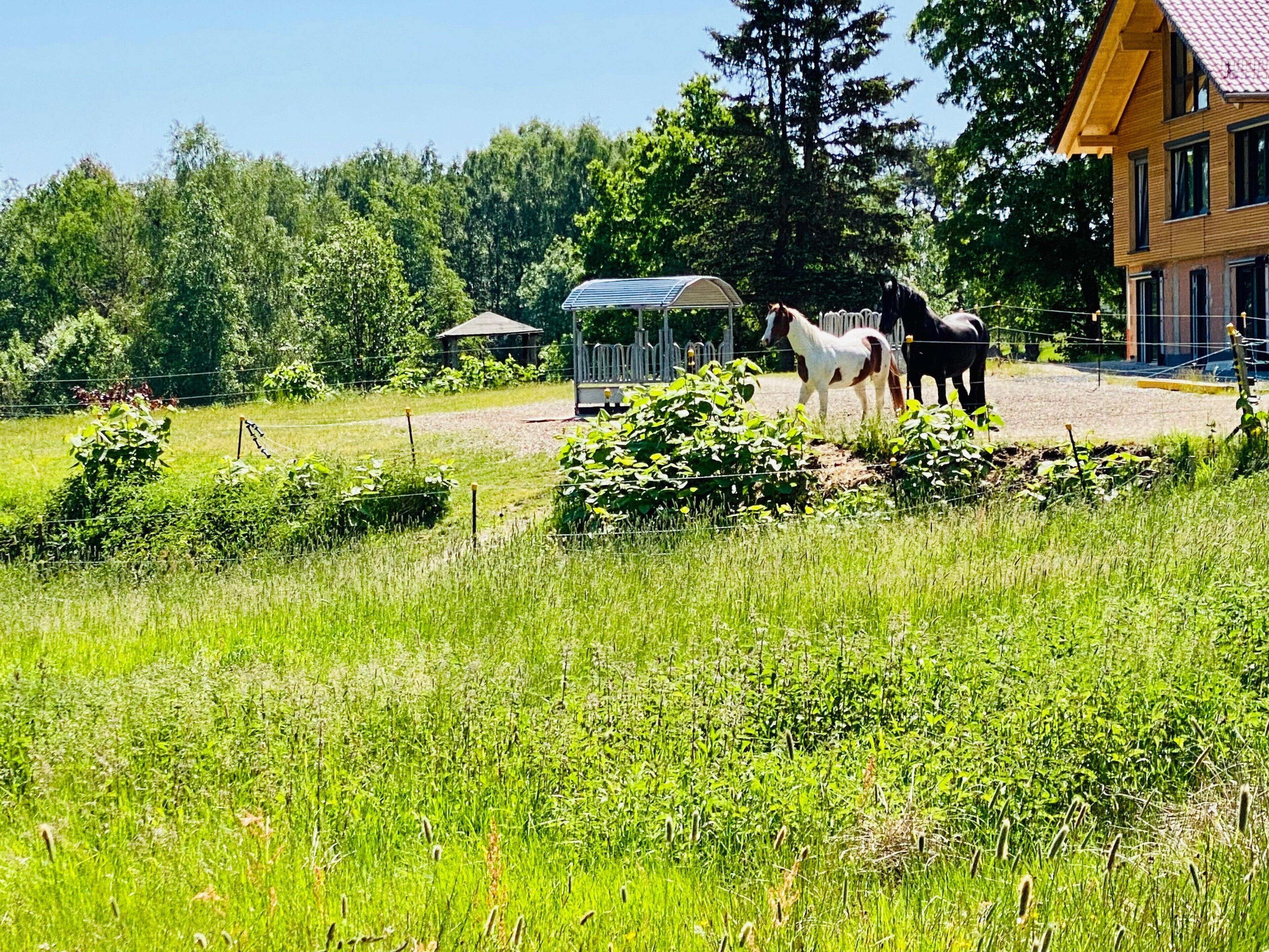 Een landelijke omgeving met paarden, een overdekte constructie en een huis.