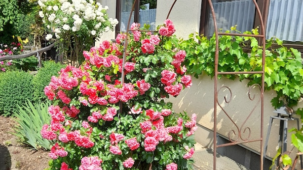 Un jardín con rosales, una celosía metálica y un edificio con balcón.