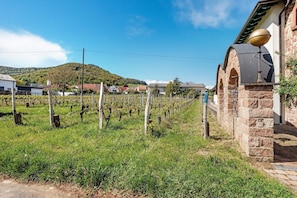 Un vignoble avec des rangées de vignes, un bâtiment en pierre doté d’une cloche, et des maisons en arrière-plan.