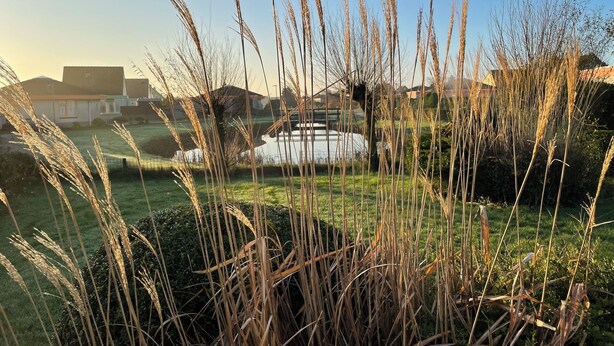 A grassy area with tall grasses and a pond in the background. - 3 bedroom accommodation in Julianadorp aan Zee (Julianadorp aan Zee)
