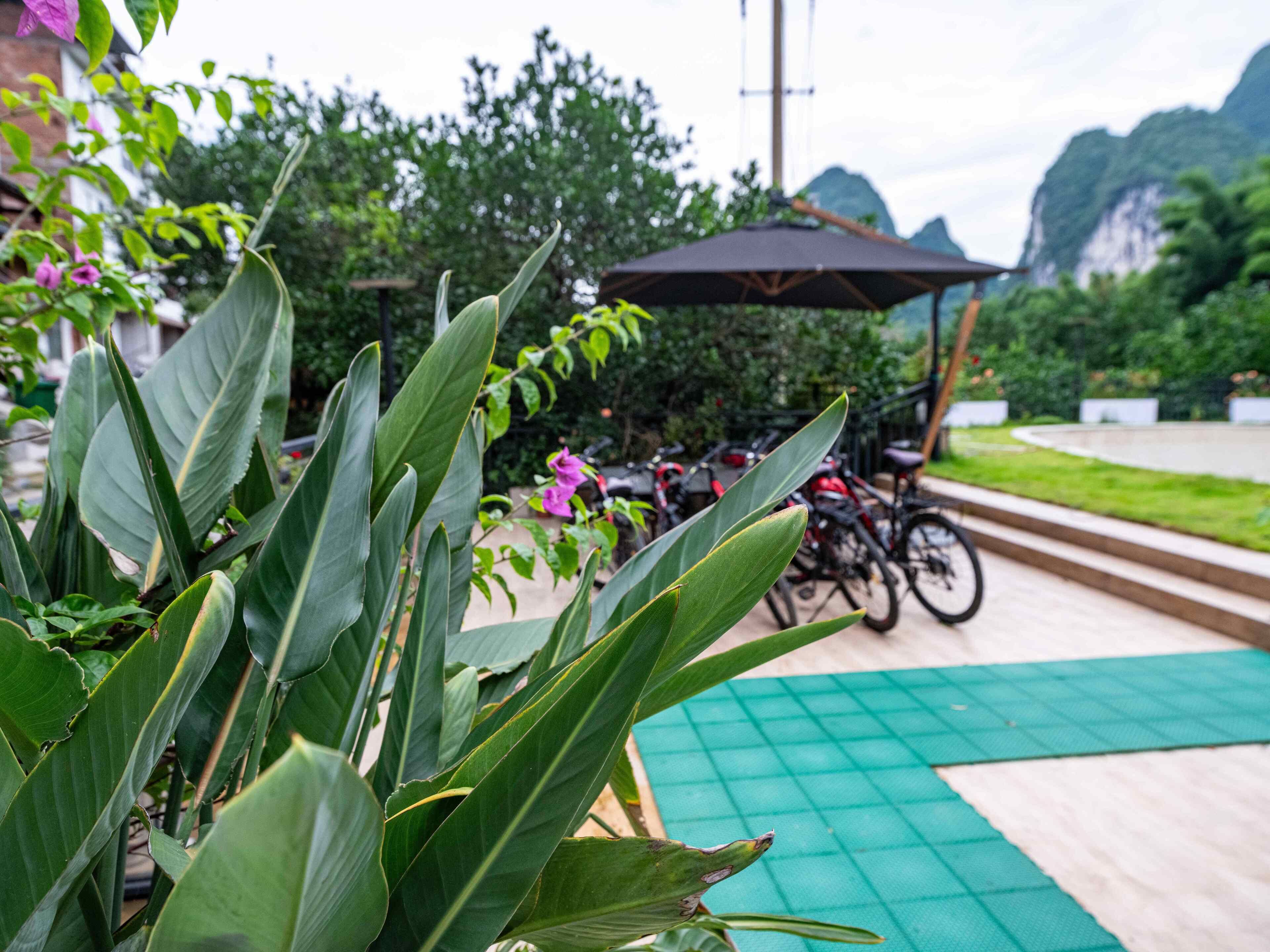 A garden area with large green leaves, a bicycle, and a covered seating area.
