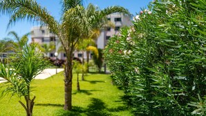 A well-maintained garden with palm trees and flowering shrubs, a clear sky, and a building in the background.