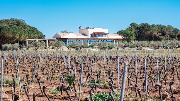 Un vignoble avec des rangées de vignes et, au fond, un bâtiment doté d’un toit plat.