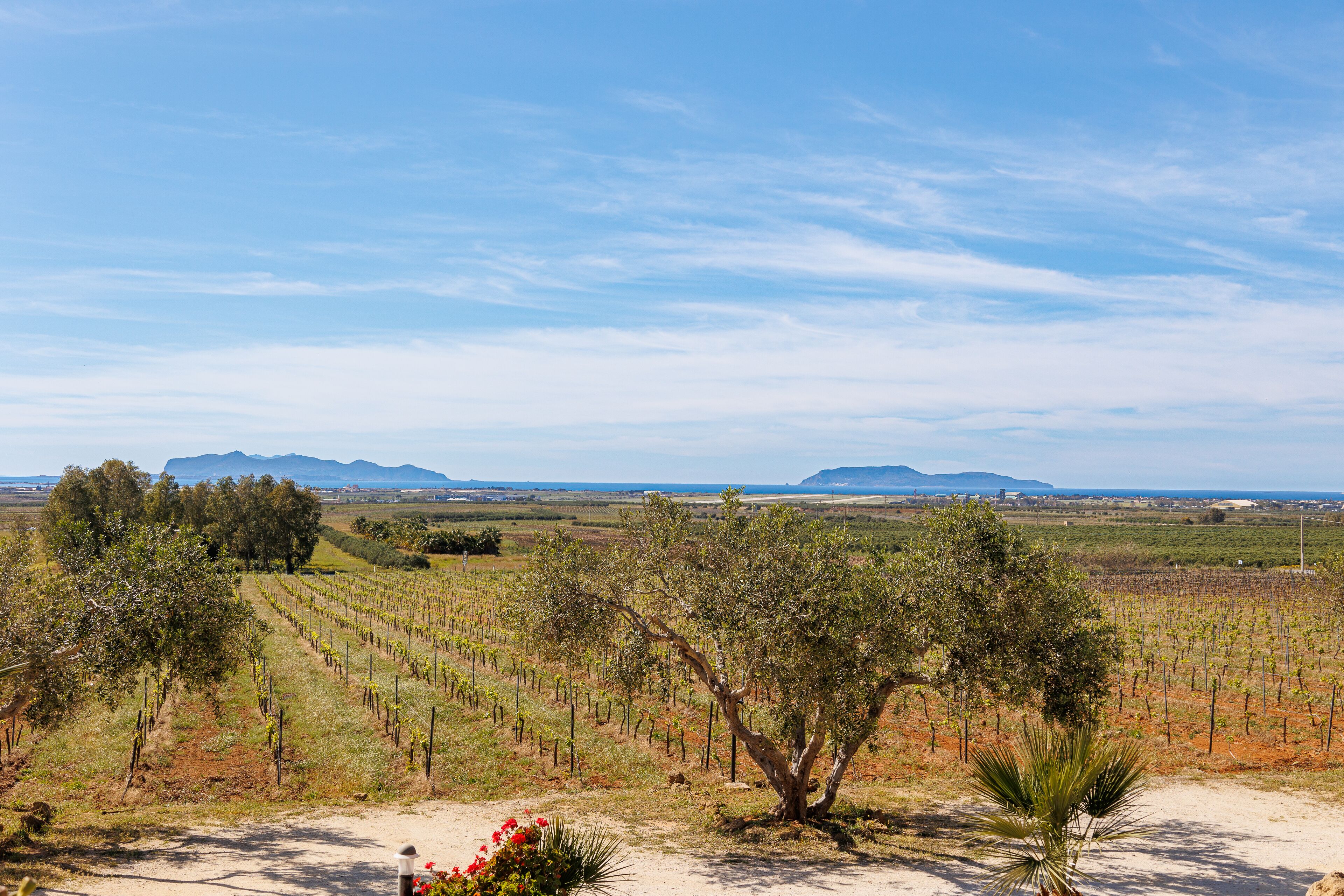 A vineyard landscape with rows of grapevines and a few trees, under a clear sky.