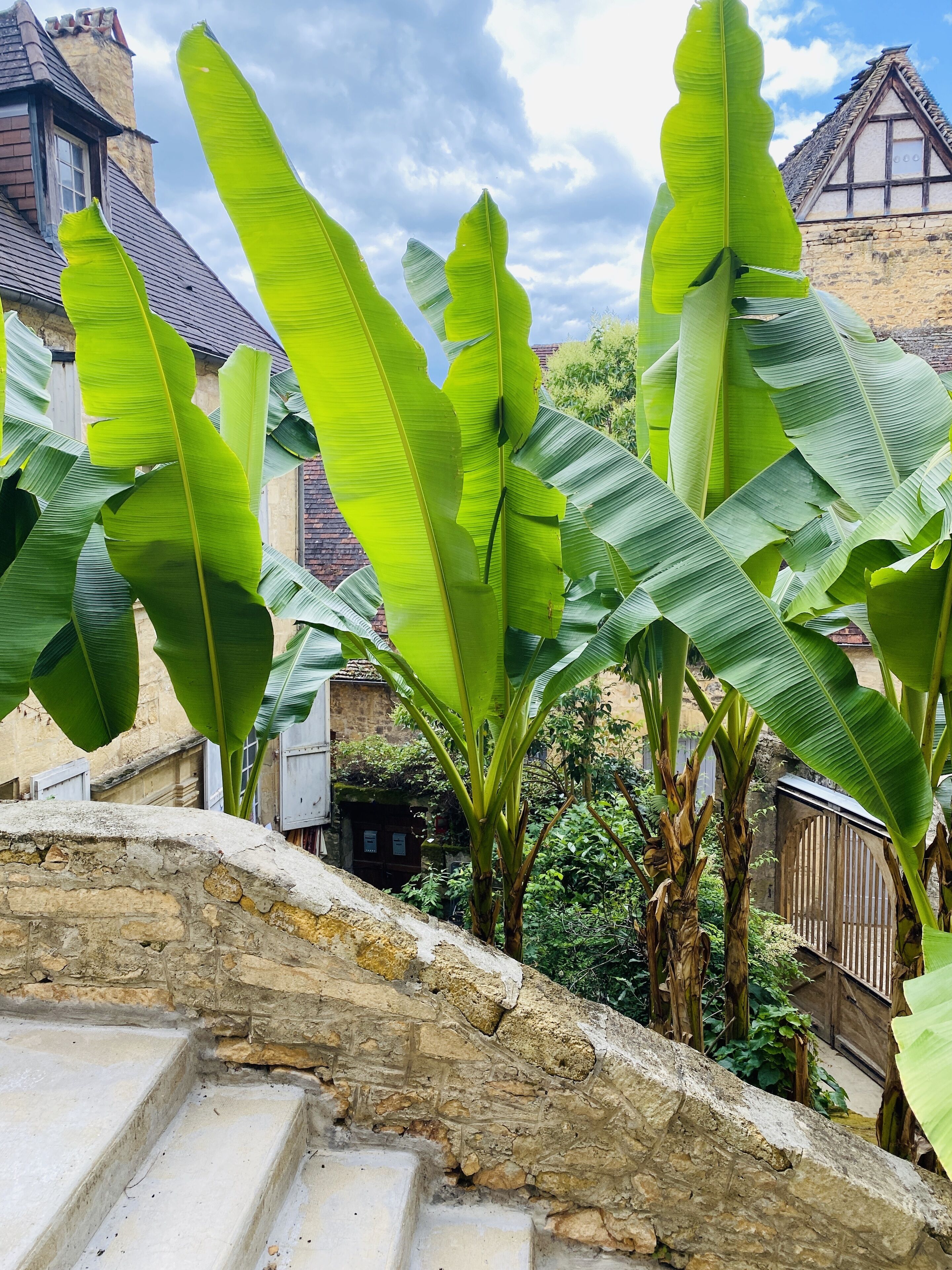 A stone staircase leading up to a building with large banana plants in the foreground.