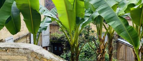A stone staircase leading up to a building with large banana plants in the foreground.