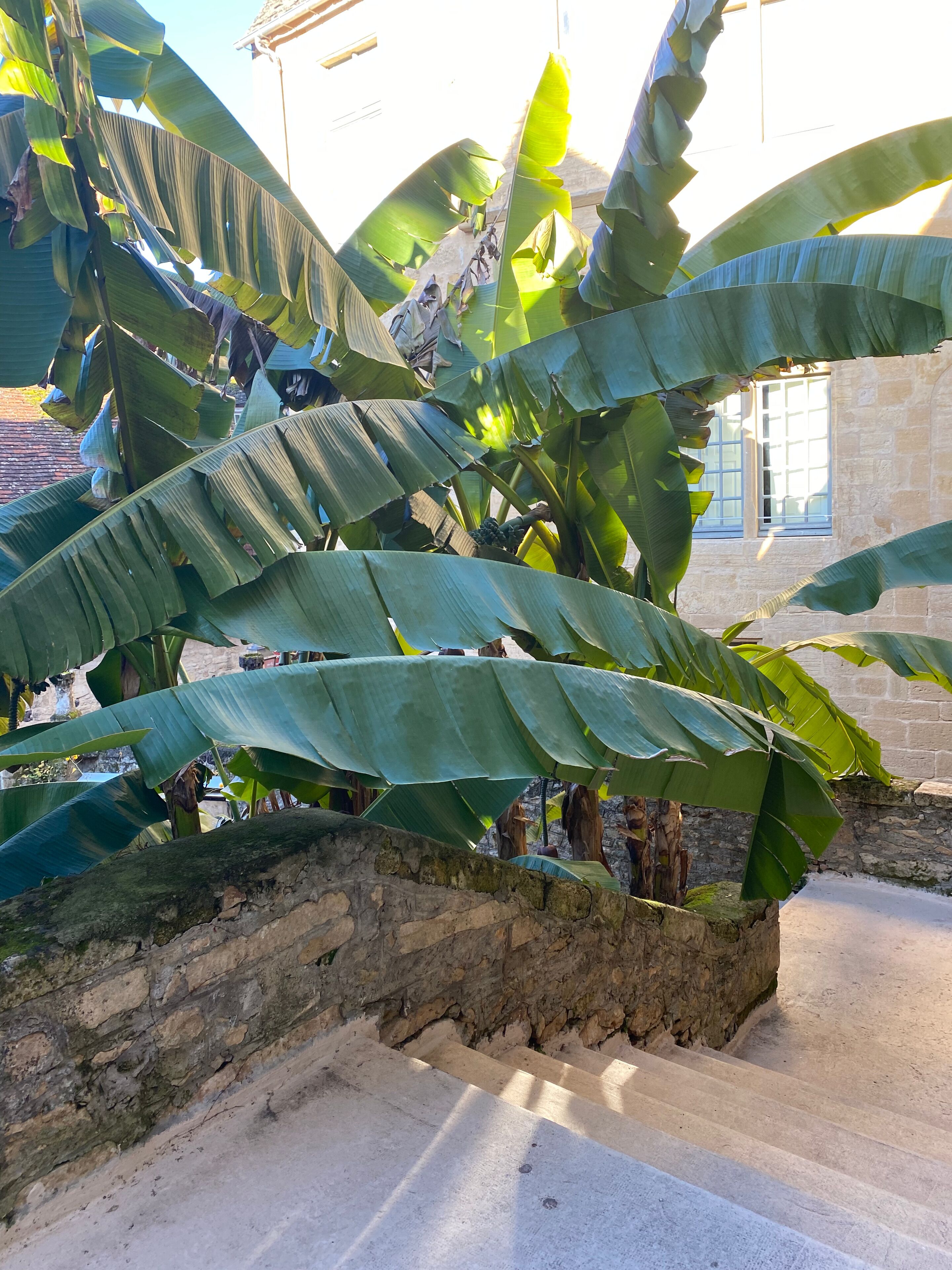 Een stenen muur met een bananenplant in een binnenplaats.