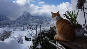 Eine Katze sitzt auf einem Balkongeländer, im Hintergrund eine verschneite Berglandschaft.