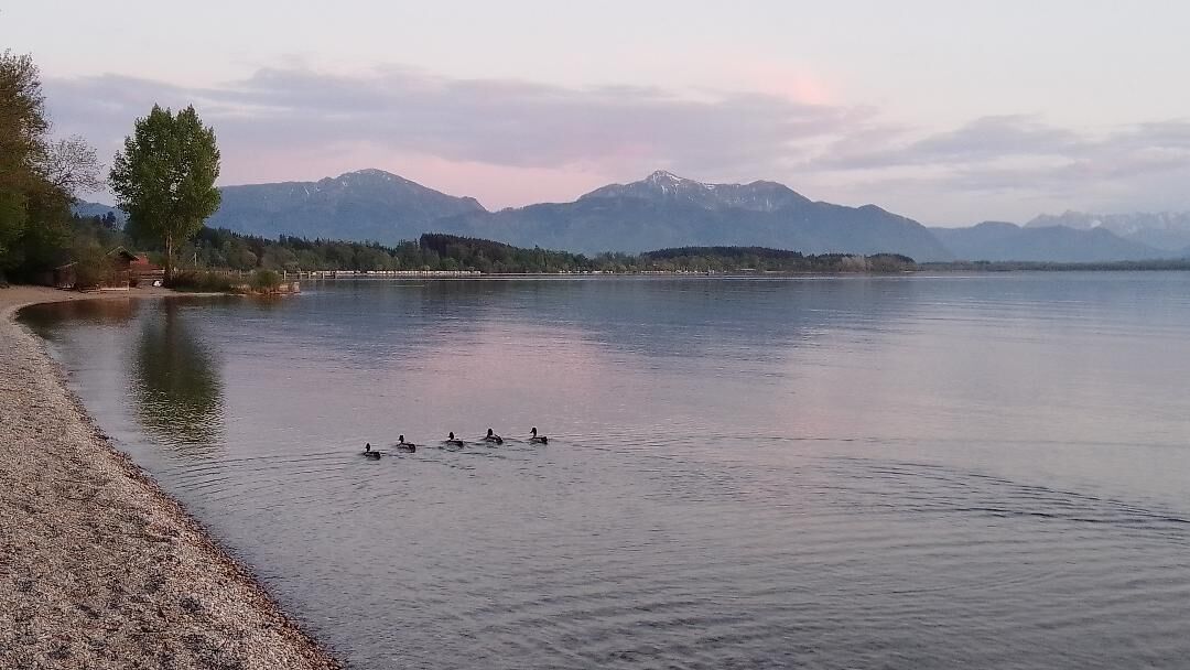Un lac paisible, avec des montagnes en arrière-plan et quelques canards qui nagent.