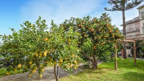 A garden with lemon trees bearing fruit, a concrete path, and a wooden pergola. - 2 bedroom beautiful home in Torrenova (Torrenova)