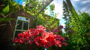 A garden with red flowers and a brick building in the background. - Kulturhof Dretzen - Traumhaft Beherbergt (Buckautal)