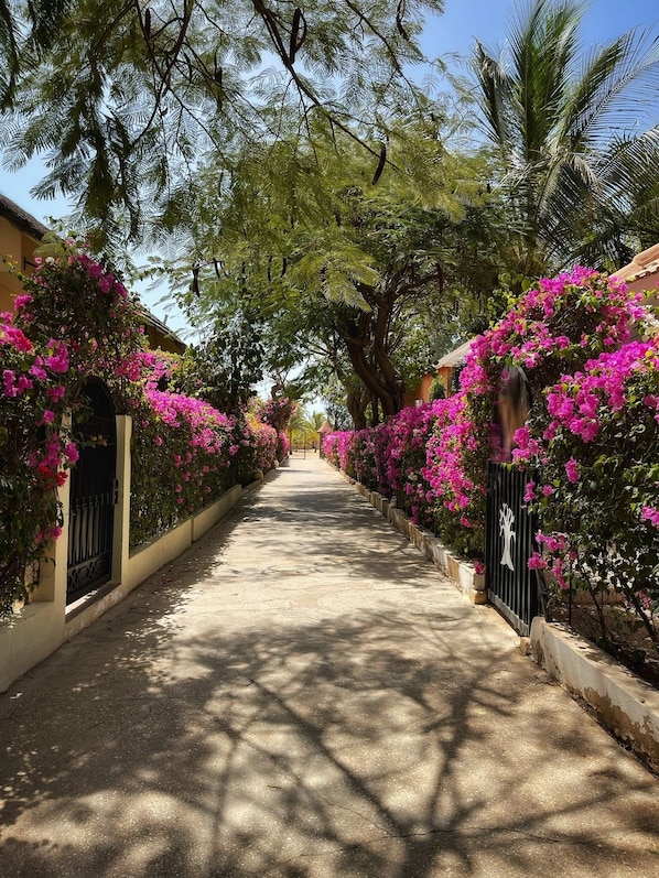 Un sendero bordeado de buganvillas coloridas y palmeras, que conduce a un edificio con una verja negra.