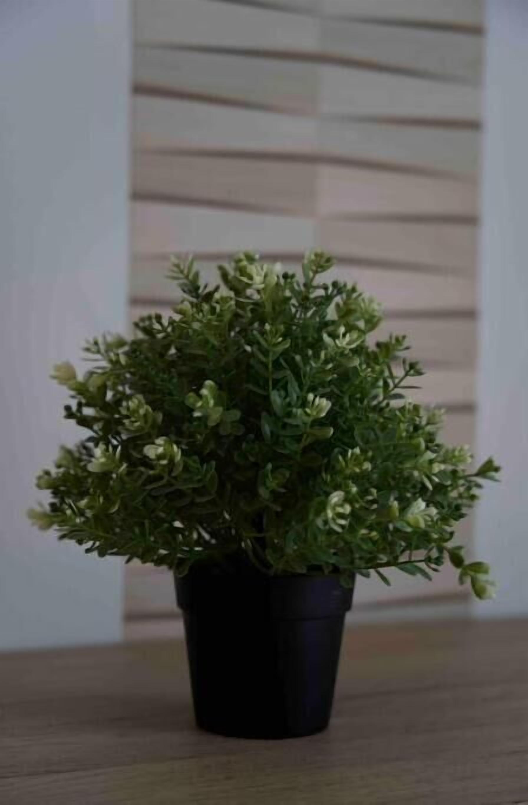 A potted plant on a wooden surface.